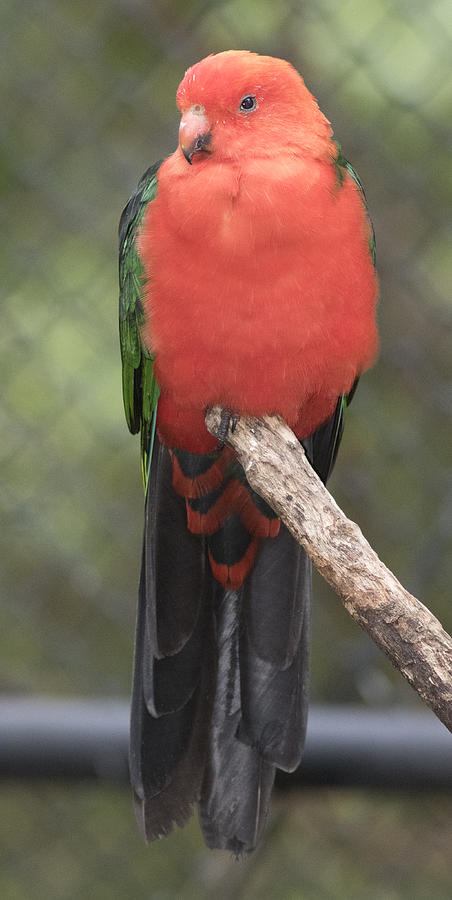 Australian king-parrot #1 Photograph by Masami Iida