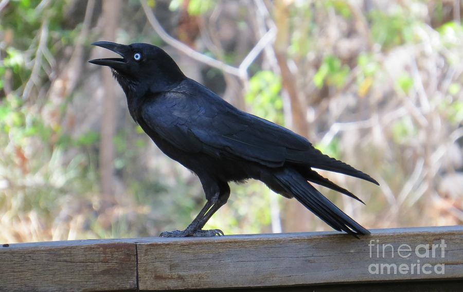 Australian Raven Photograph