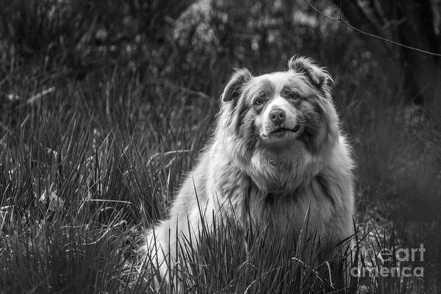 Australian Shepherd Dog by Fabrizio Malisan Australian Shepherd Dog by Fabrizio Malisan
