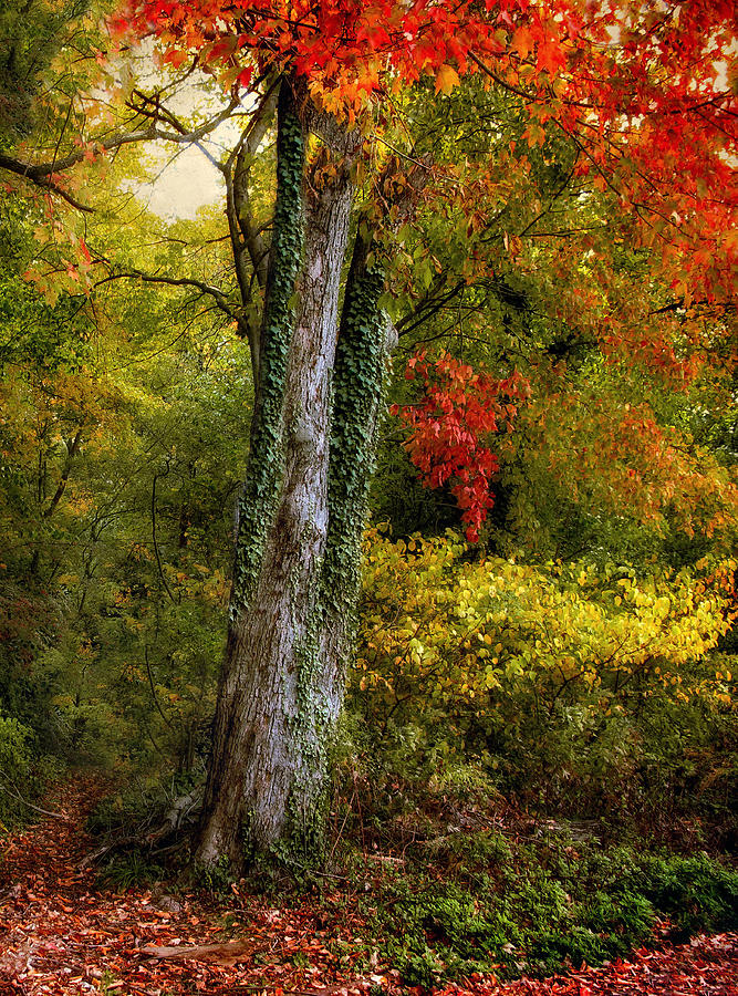 Autumn Ablaze #4 Photograph by Jessica Jenney