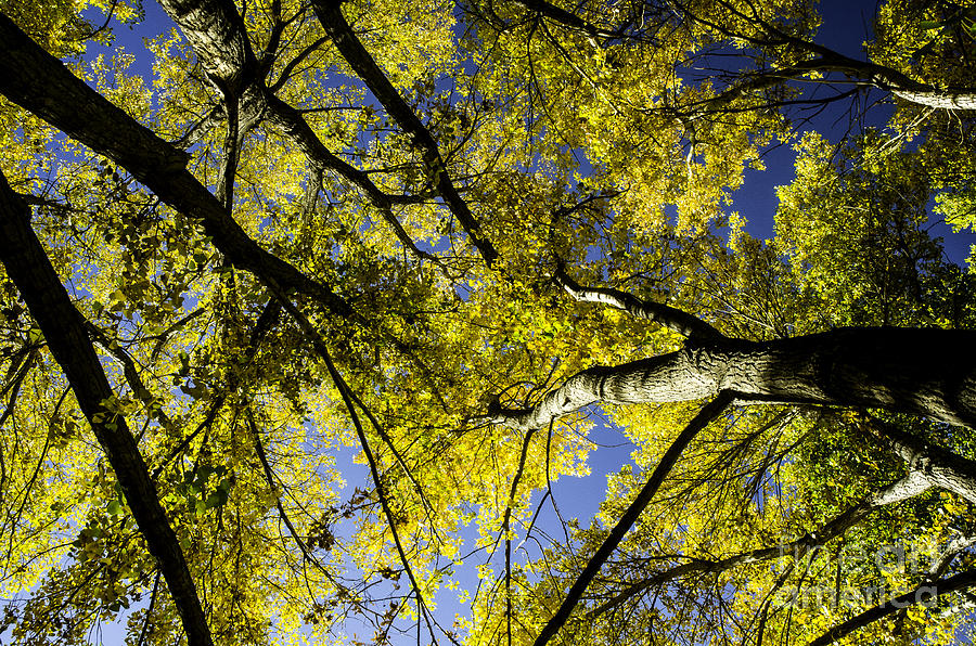 Autumn Abstract #1 Photograph by Nick Boren