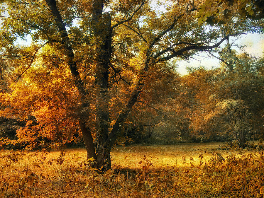 Autumn Arises #2 Photograph by Jessica Jenney