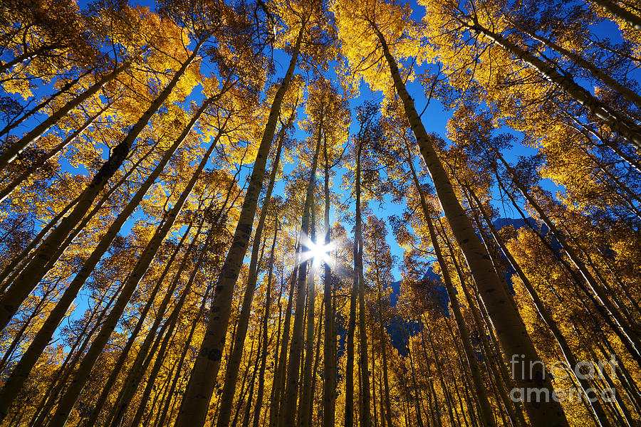Autumn Aspens by Kate Avery Autumn Aspens by Kate Avery