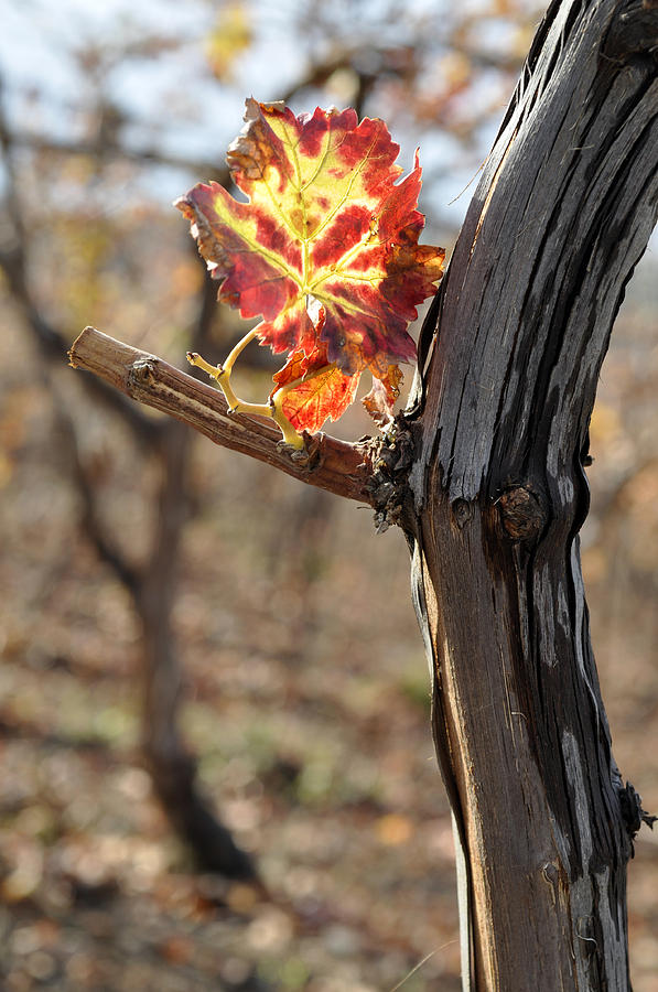 Autumn at Lachish vineyard 6 #1 Photograph by Dubi Roman