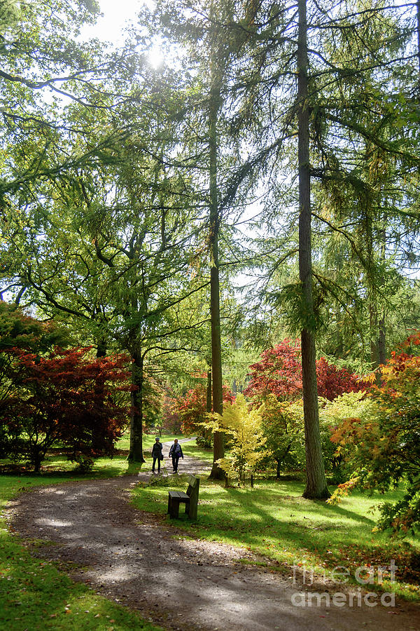 Autumn at Westonbirt Arboretum Photograph by Colin Rayner