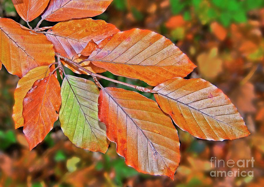 Autumn Beech tree Leaves #1 Photograph by Martyn Arnold