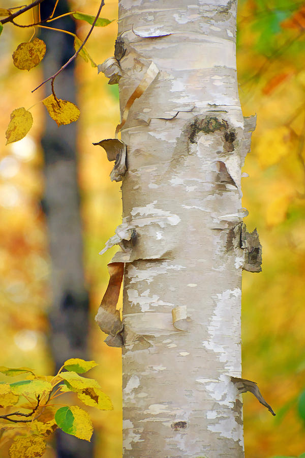 Autumn Birches #1 Photograph by Leda Robertson