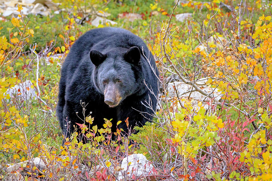 Autumn Black Bear #1 Photograph by Jack Bell