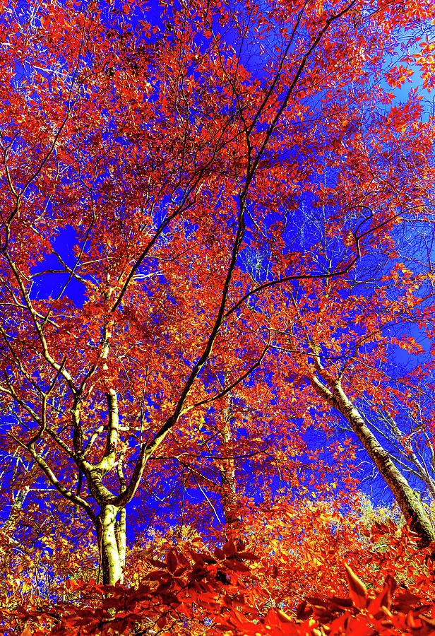 Autumn Blaze #2 Photograph by Karen Wiles