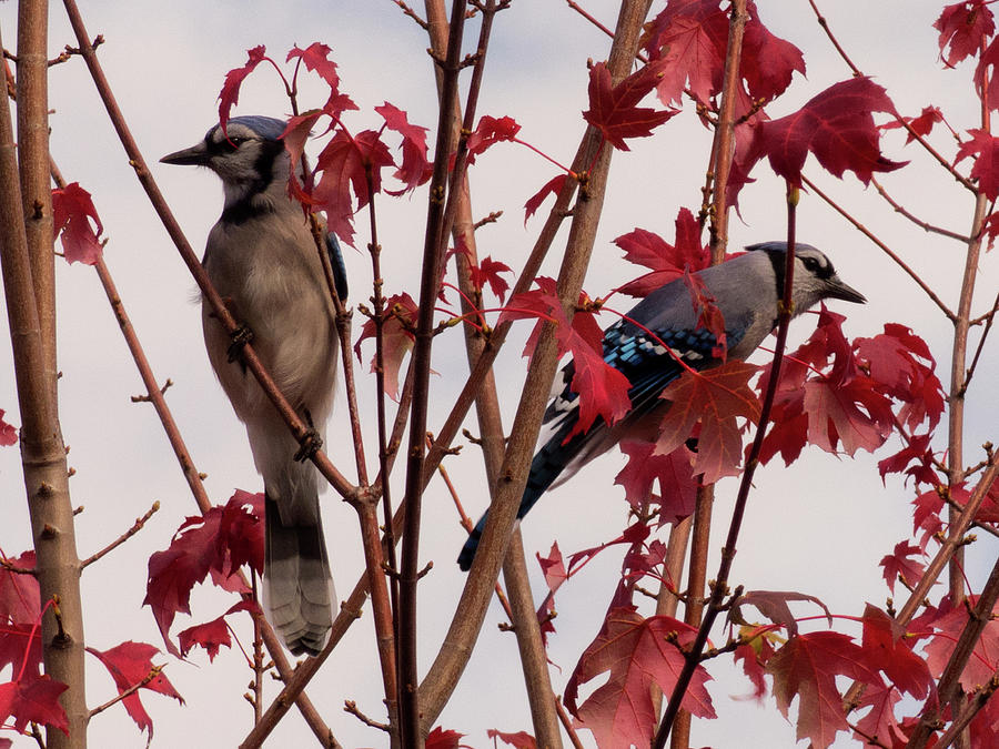 Autumn Blue Jay 2 Photograph by Leslie Montgomery