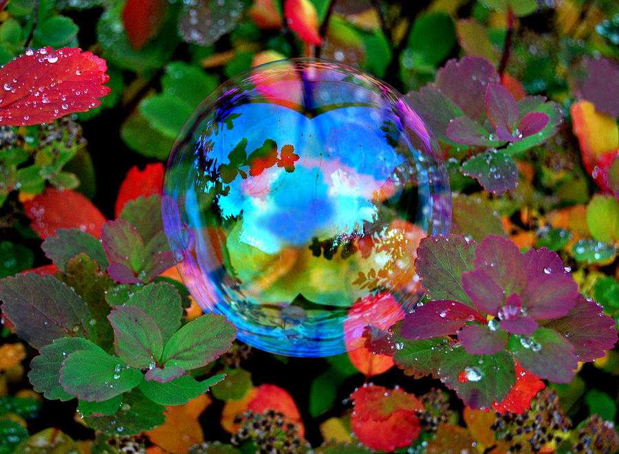 Autumn Bubble #1 Photograph by Marilynne Bull