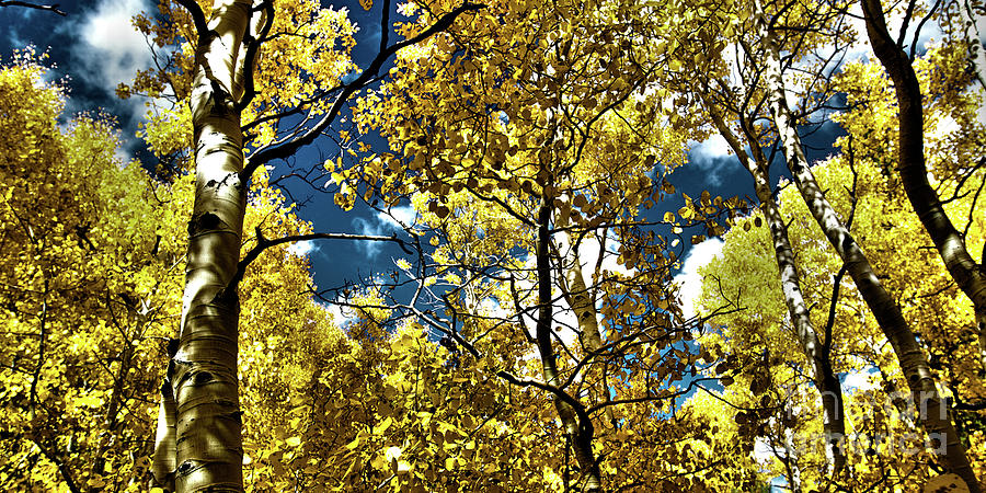 Autumn Canopy of Brilliant Yellow Aspen Tree Leafs in Fall in th #1 Photograph by ELITE IMAGE photography By Chad McDermott