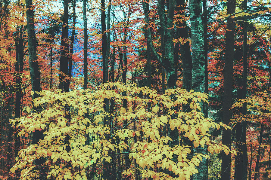 Autumn Canvas #1 Photograph by Mountain Dreams