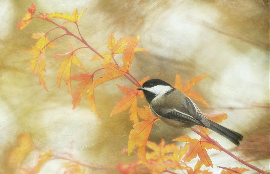 Autumn Chickadee #1 Photograph by Angie Vogel