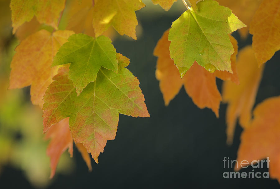 Autumn Color #2 Photograph by Nick Boren