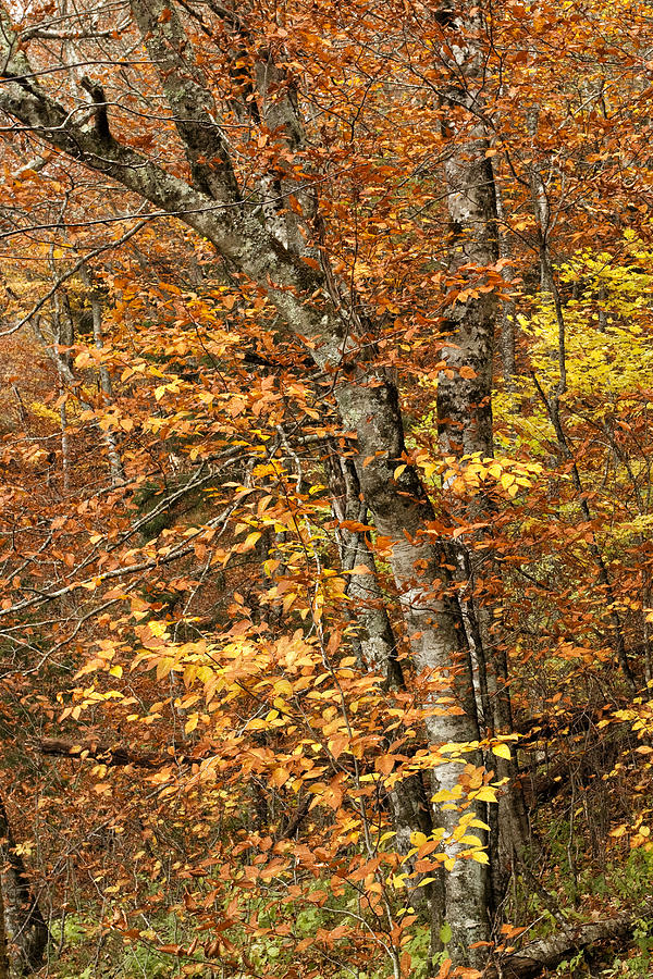 Autumn Colors #1 Photograph by Andrew Soundarajan