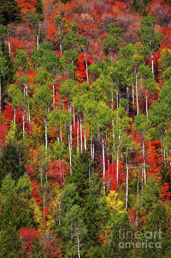 Autumn Colors #1 Photograph by Bret Barton