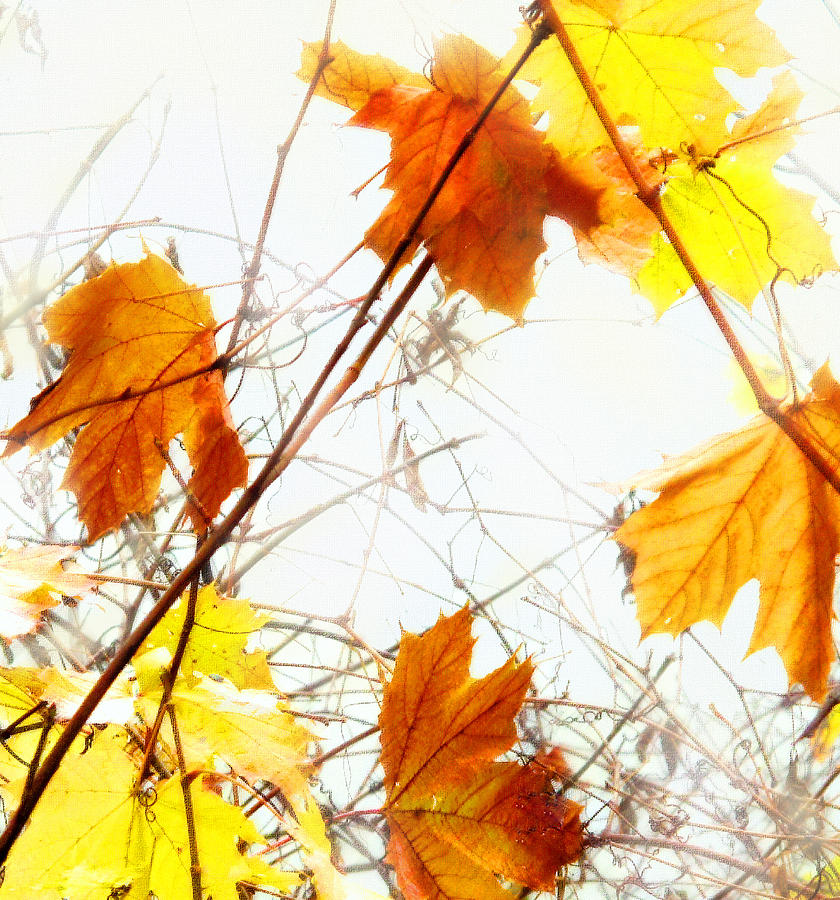 Autumn Colors #1 Photograph by Ian  MacDonald
