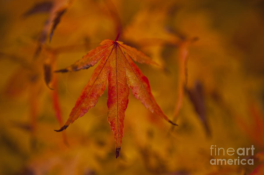 Autumn Colors #1 Photograph by Jim Corwin
