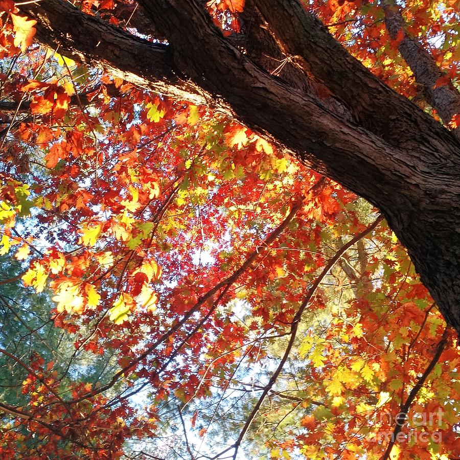 Autumn Colours #2 Photograph by Anita Adams