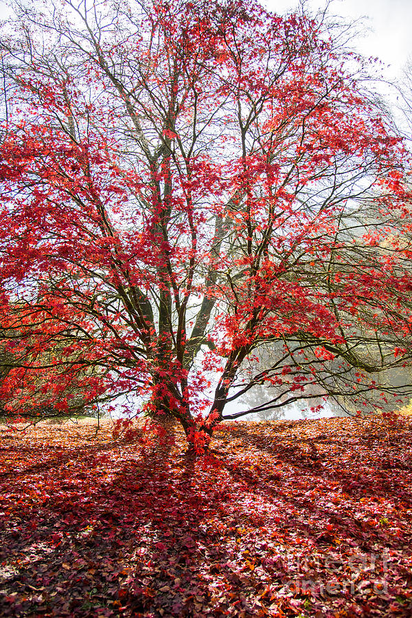 Autumn colours #1 Photograph by Colin Rayner