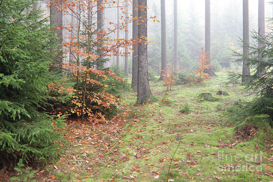 Autumn coniferous forest in the morning #1 Photograph by Michal Boubin
