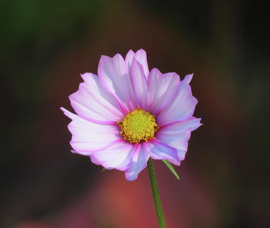 Flower Photograph - Autumn Daisy - Cosmos #1 by MTBobbins Photography