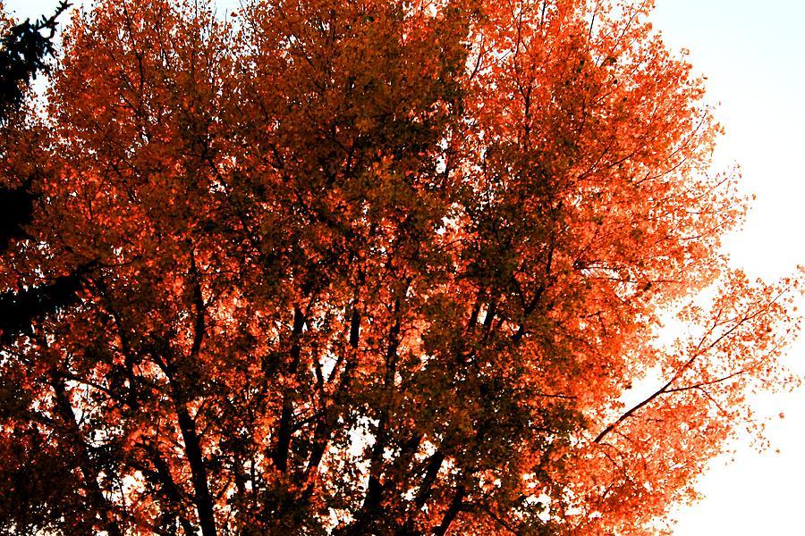 Autumn #1 Photograph by David Matthews