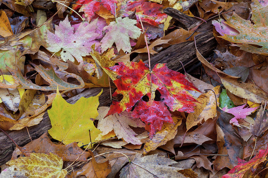 Autumn #1 Photograph by David Watkins
