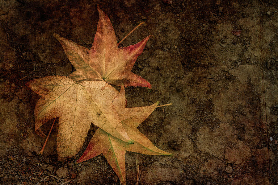 Autumn Deep Digital Art by Terry Davis
