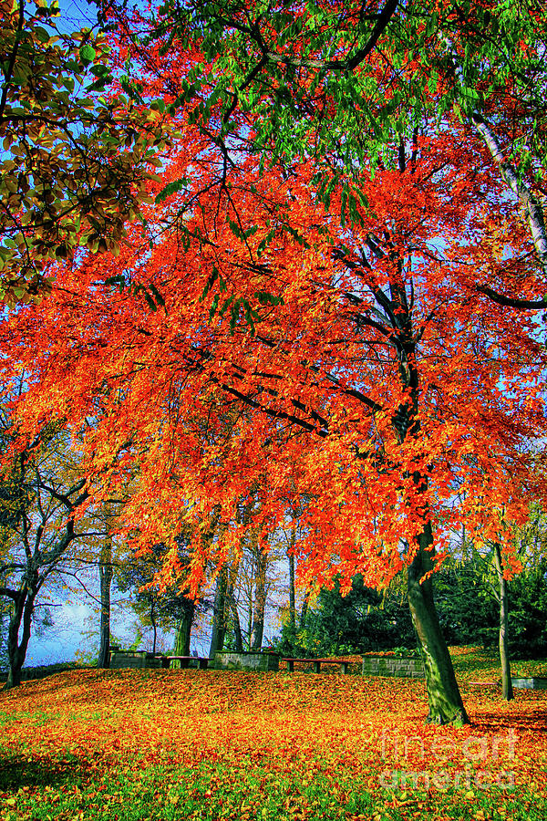 Autumn Dream #2 Photograph by Mariola Bitner