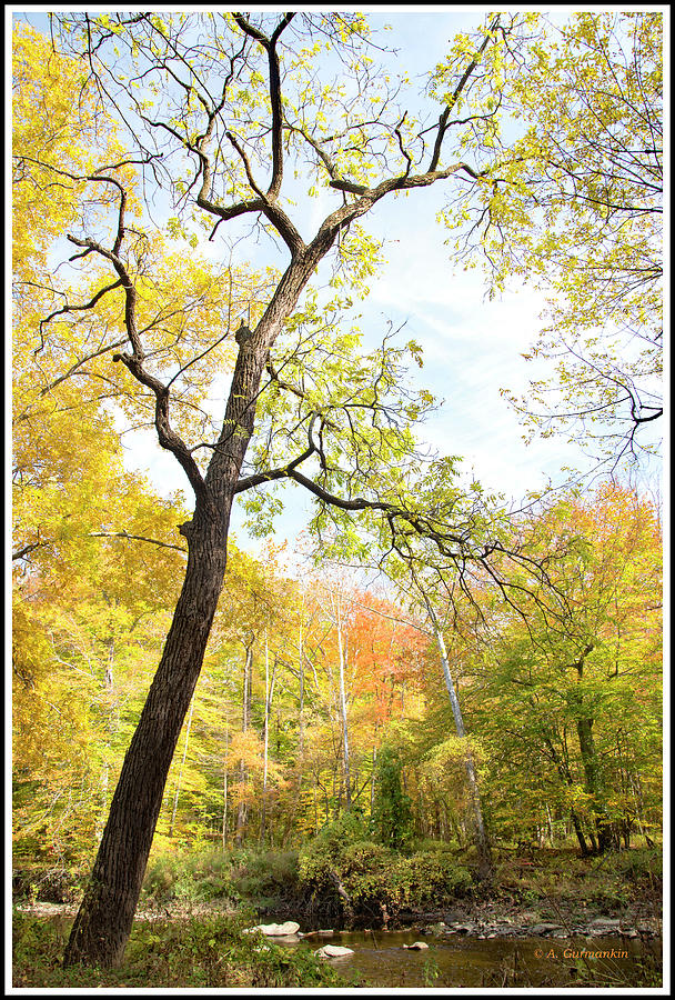 Autumn, Fairmount Park, Philadelphia #1 Photograph by A Macarthur Gurmankin