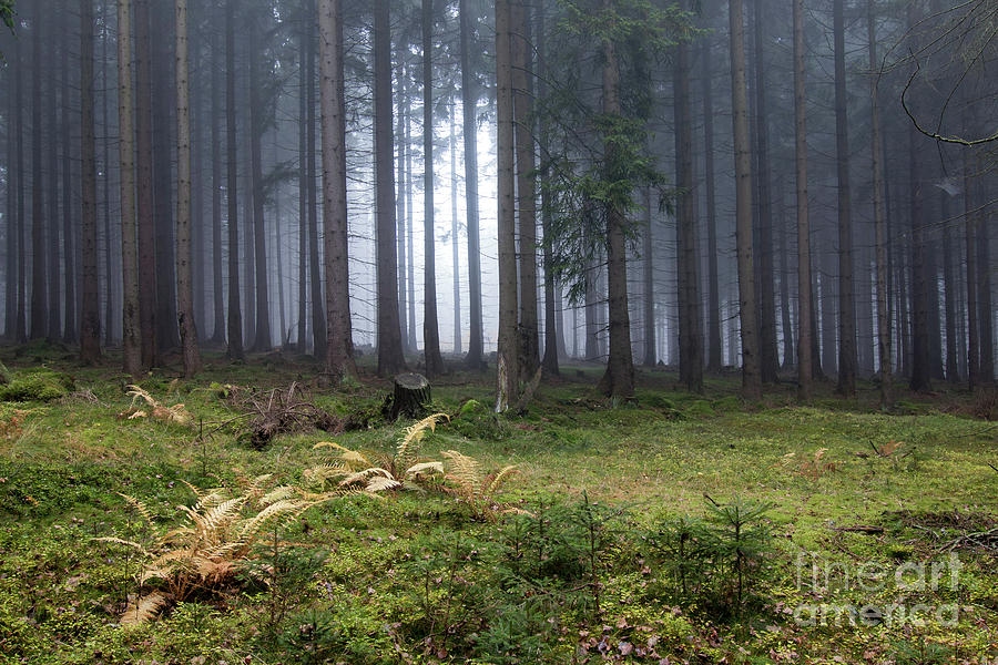 Autumn fog in the spruce forest #1 Photograph by Michal Boubin