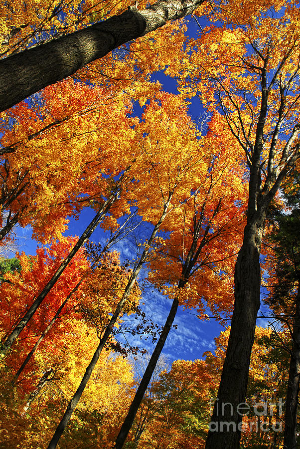 Autumn forest Photograph by Elena Elisseeva