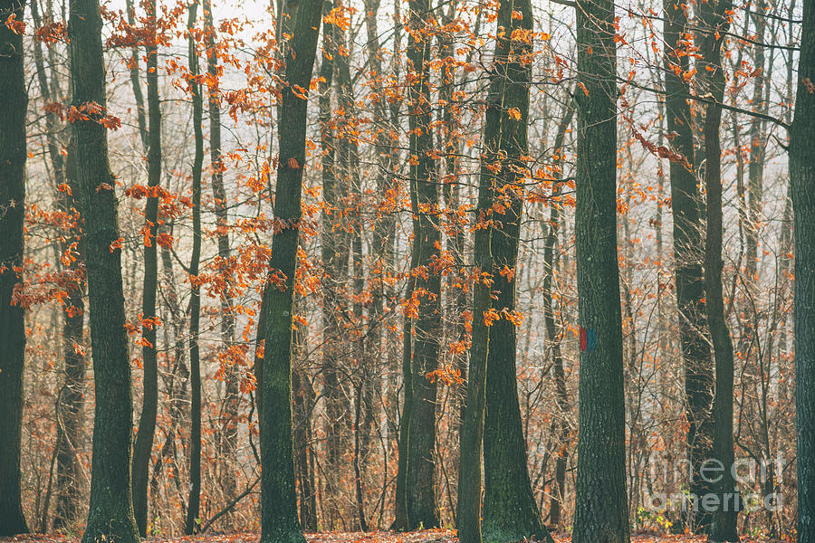 Autumn forest #1 Photograph by Jelena Jovanovic