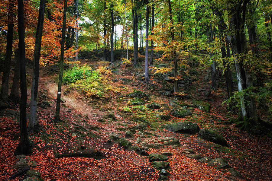 Autumn Forest Scenery #1 Photograph by Artur Bogacki