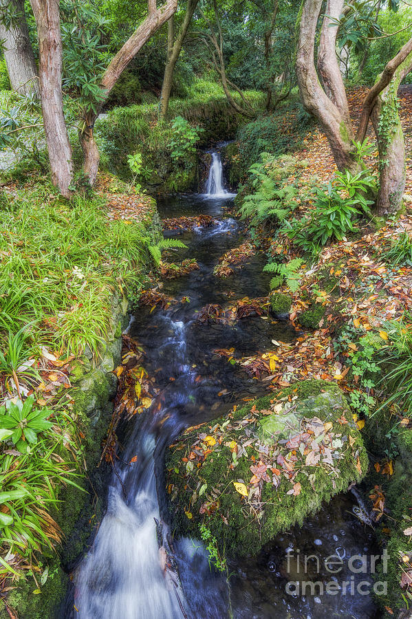 Nature Photograph - Autumn Forest Stream #1 by Ian Mitchell