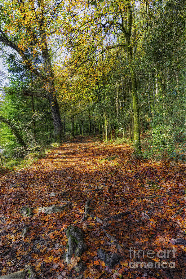 Autumn Forest Walks #1 Photograph by Ian Mitchell