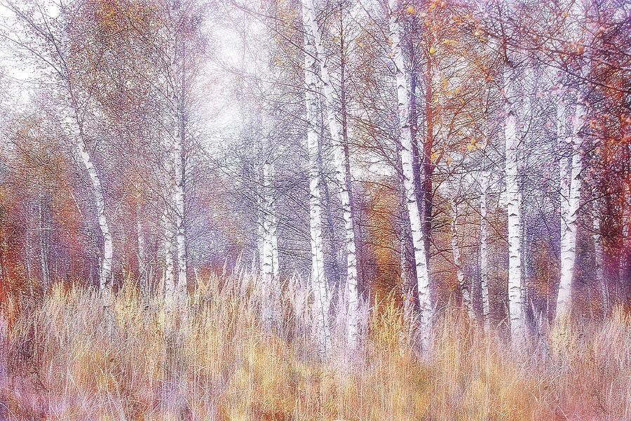 Nature Photograph - Autumn Grove by Margarita Buslaeva