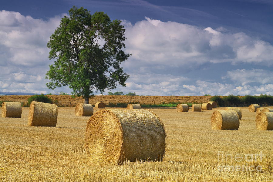 Autumn Hay Bales #1 Photograph by Martyn Arnold
