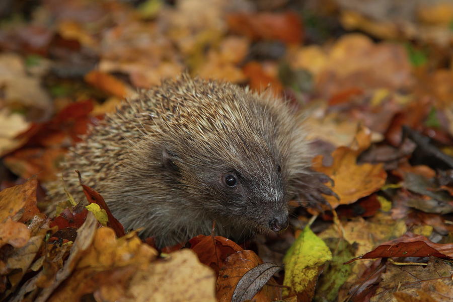 Autumn Hedgehog Photograph By Kevin Sawford - Fine Art America