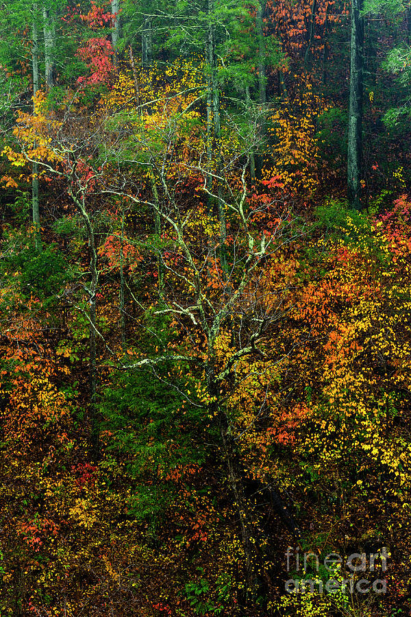 Autumn Hillside Blue Ridge Parkway #1 Photograph by Thomas R Fletcher