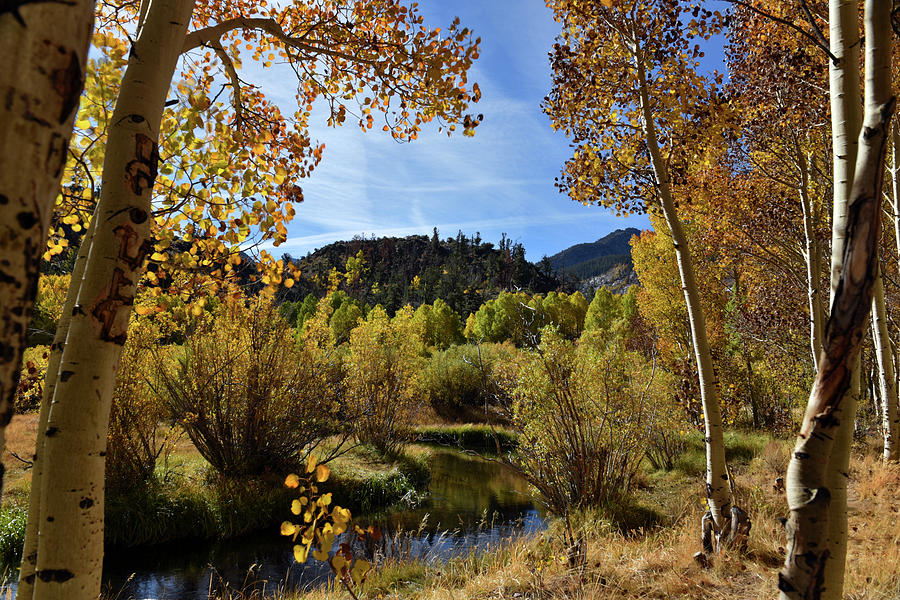 Autumn in Bishop Creek #1 Photograph by Dung Ma
