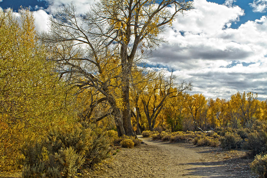 Autumn in Carson City Nevada #1 Photograph by Waterdancer 