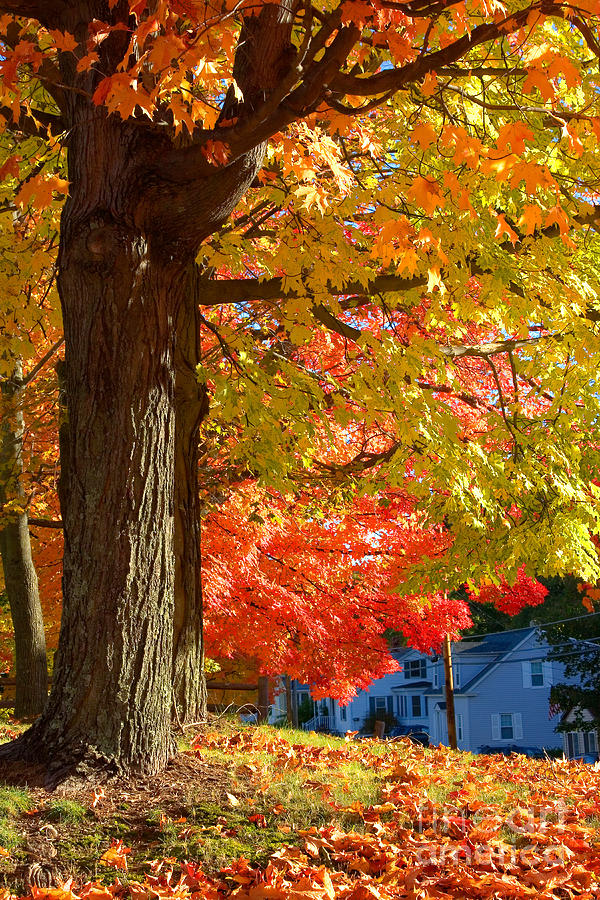 Autumn In New Hampshire #1 Photograph by Larry Landolfi