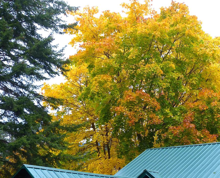 Autumn In Oyama #1 Photograph by Will Borden