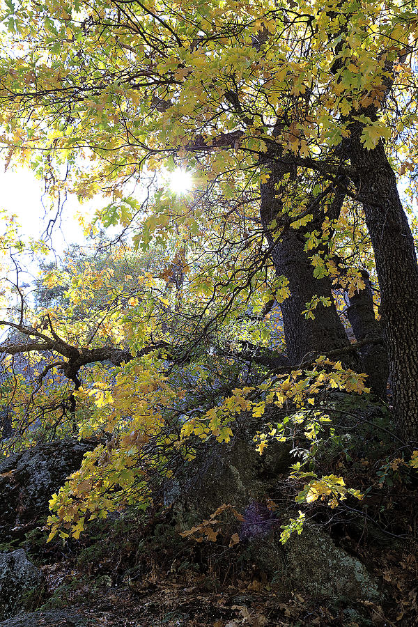 Autumn In Sequoia National Park #1 Photograph by Viktor Savchenko