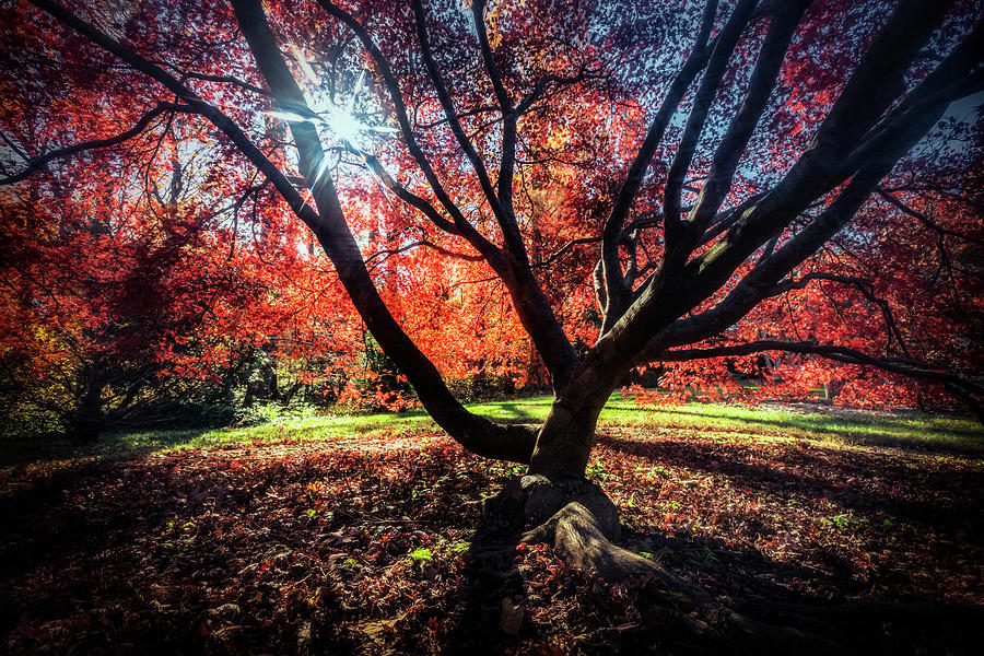 Autumn In The Nations Capital #1 Photograph by Robert Fawcett