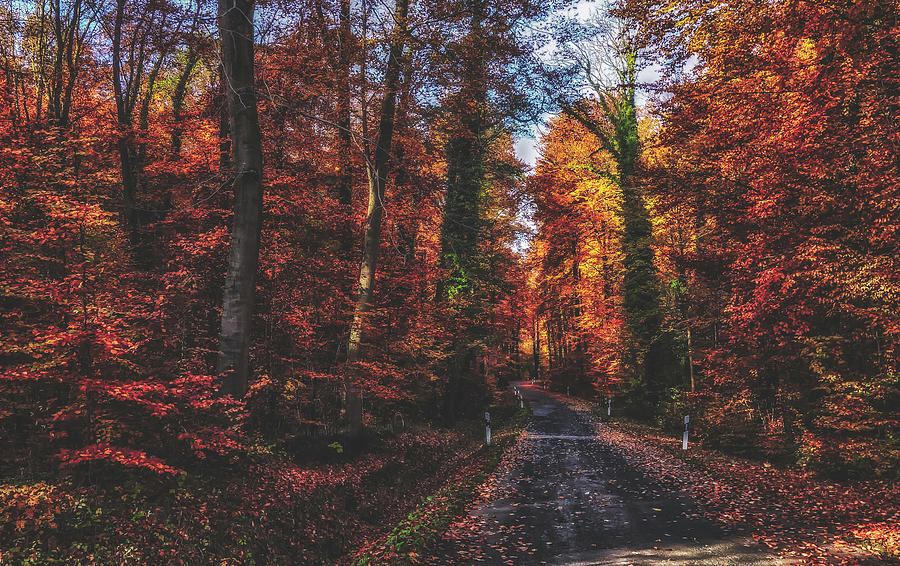 Autumn Journey #1 Photograph by Mountain Dreams