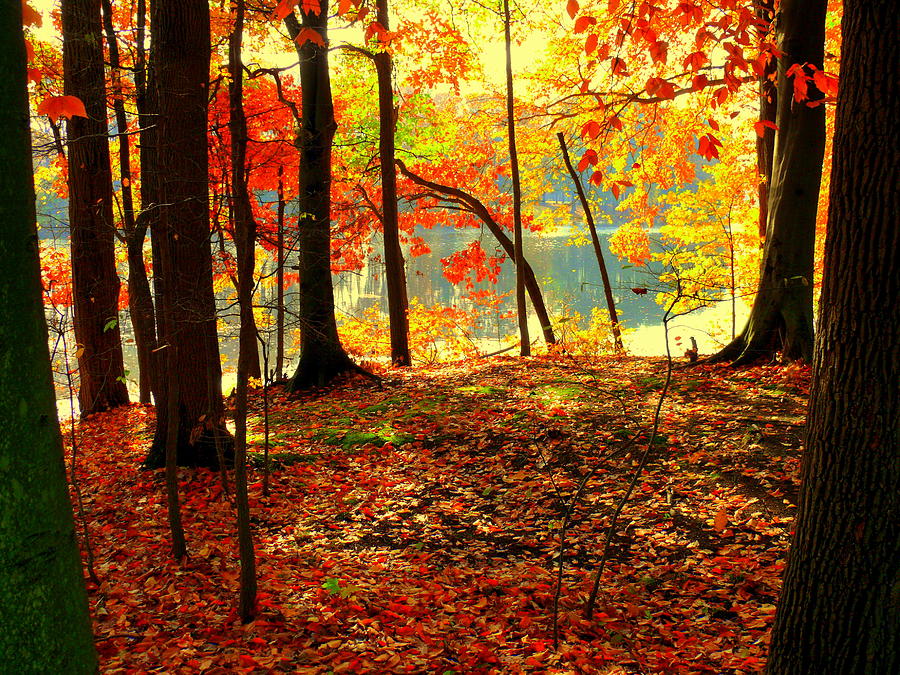 Autumn lake #1 Photograph by Aron Chervin